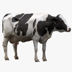 Dairy Cow (NoFur) (Rigged) 3D model